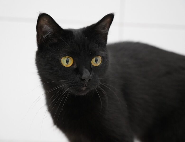Іспанське місто заборонило брати з притулку чорних котів перед Геловіном