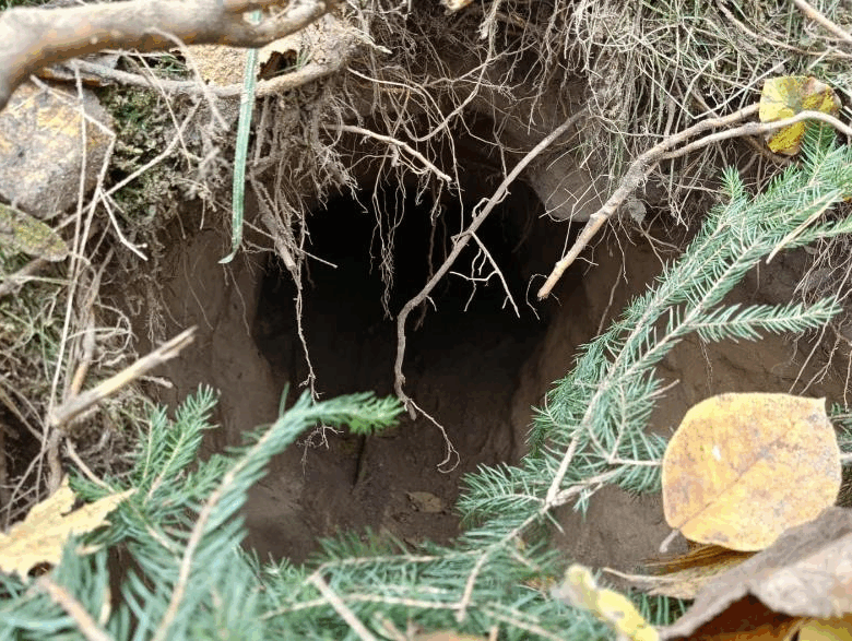 На кордоні між Польщею та Білоруссю виявили тунель