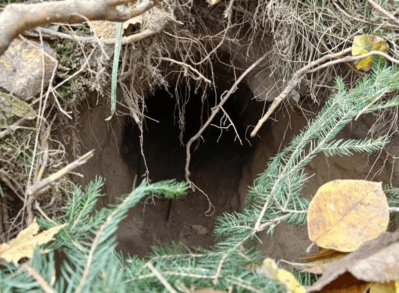 На кордоні між Польщею та Білоруссю виявили тунель