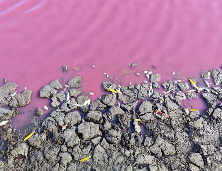 На Одещині зафіксували масову загибель риби у рожевій водоймі