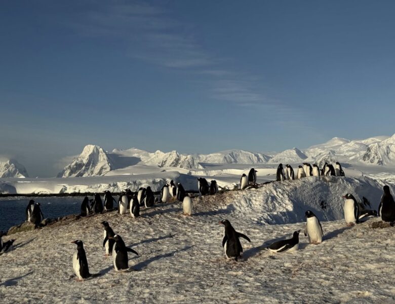 На станцію Академік Вернадський повернулися тисячі пінгвінів