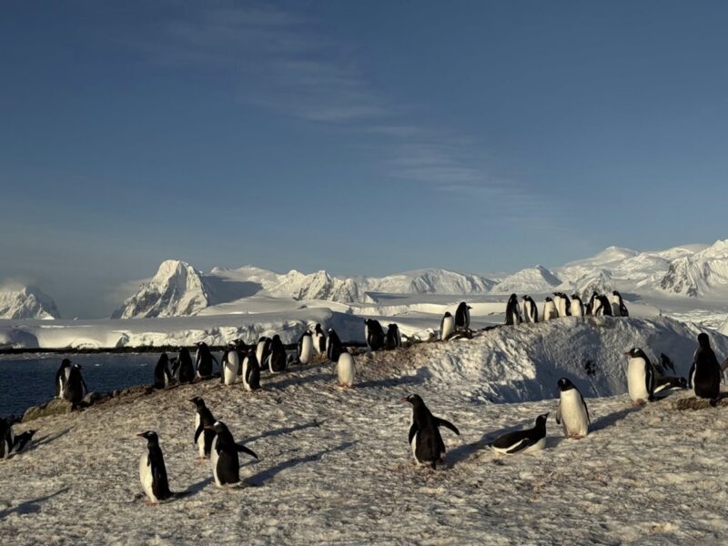 На станцію Академік Вернадський повернулися тисячі пінгвінів