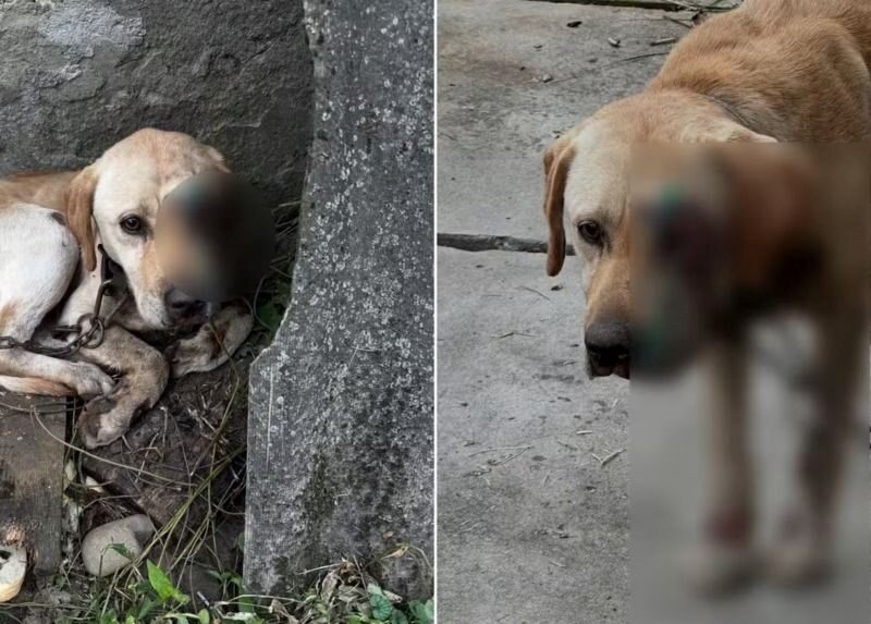 На Закарпатті чоловік тягнув собаку, прив’язавши її до мототрактора