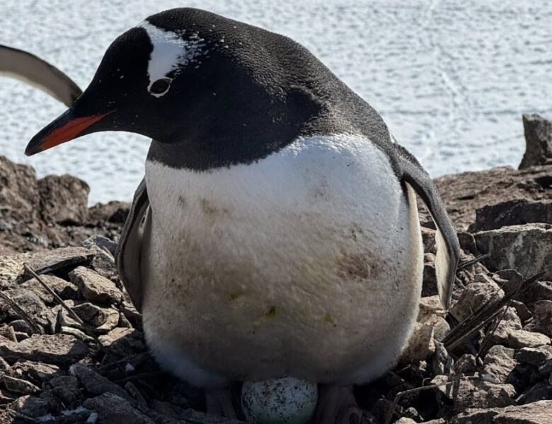 Пінгвіни біля станції Вернадський висадили перше яйце сезону