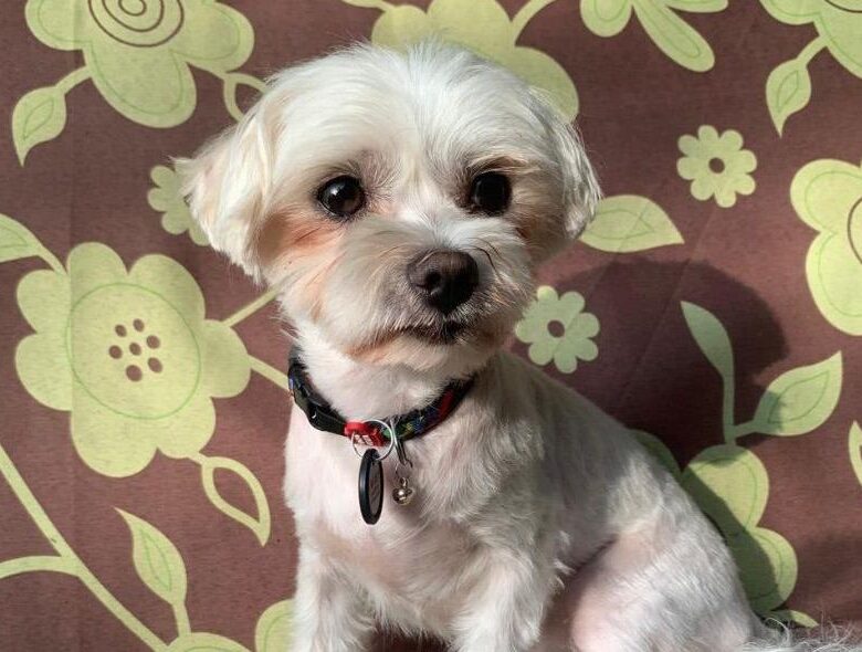 У Києві судитимуть чоловіка, який вбив собаку