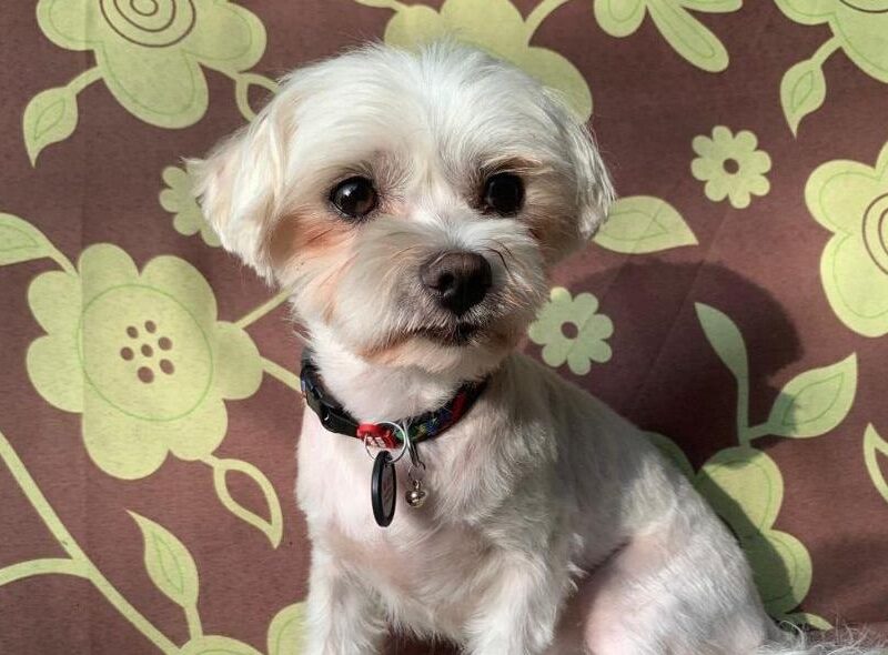 У Києві судитимуть чоловіка, який вбив собаку