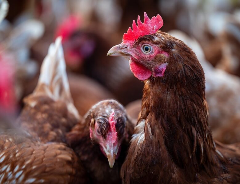 У Німеччині через пташиний грип знищили пів мільйона птахів