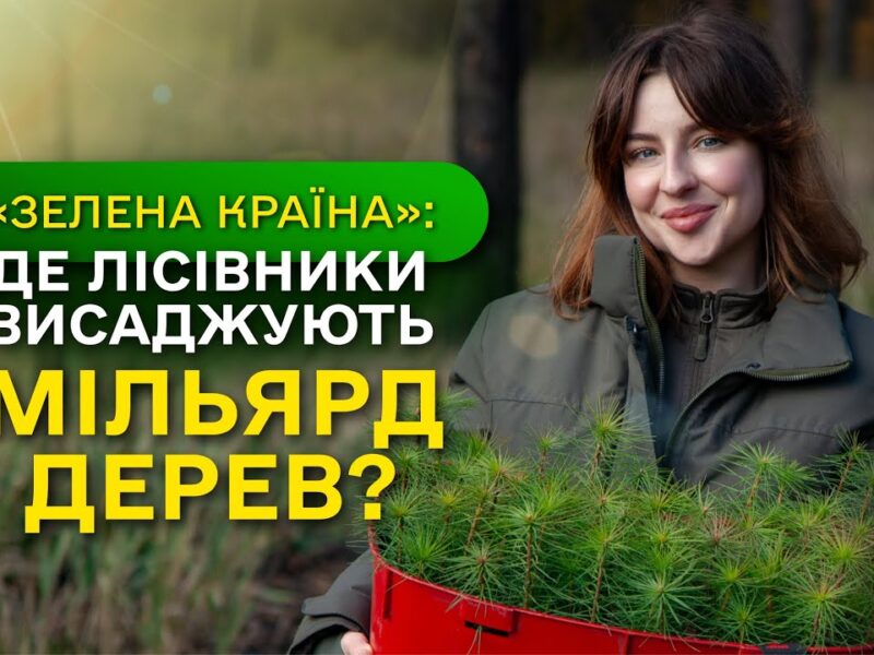 Замість уламків РАКЕТ – молодий ЛІС / ДП “Ліси України” завершує програму Президента ЗЕЛЕНА КРАЇНА