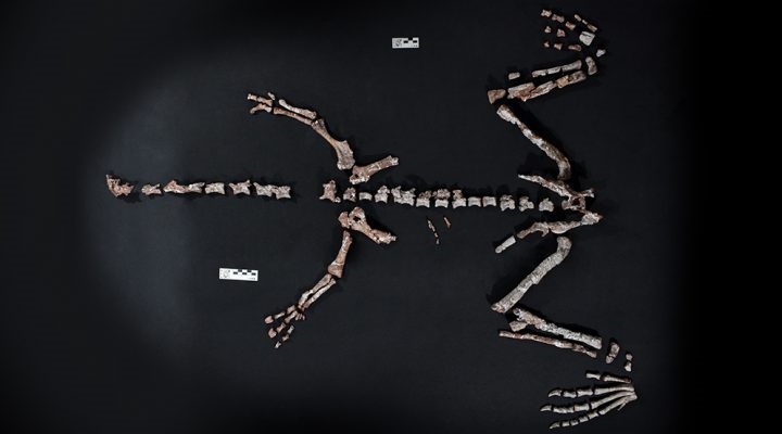 В Аргентині знайшли один із найдавніших у світі скелетів динозавра