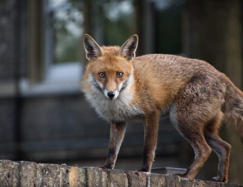 В одному з районів Києва запровадили карантин через сказ у лисиці