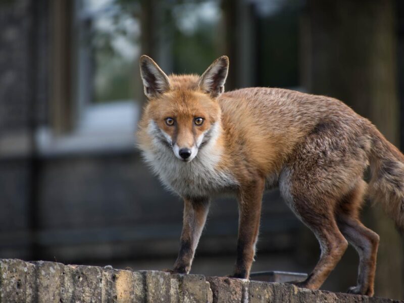 В одному з районів Києва запровадили карантин через сказ у лисиці