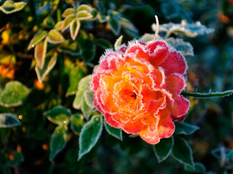 В Україні оголосили жовтий рівень небезпеки через заморозки