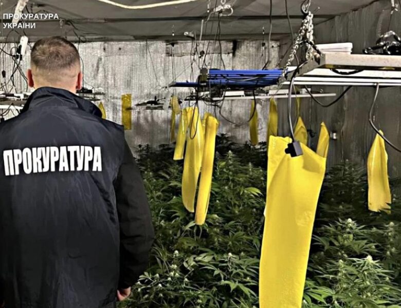Вирощування коноплі у підвалі будинку: викрито групу наркоділків