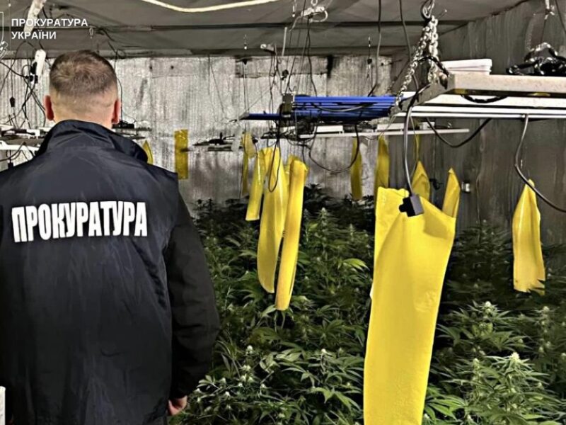 Вирощування коноплі у підвалі будинку: викрито групу наркоділків