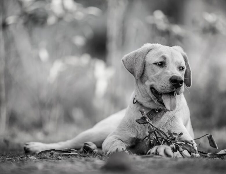 “Їдять собак”: на Хмельниччині розслідують жорстоке поводження з тваринами