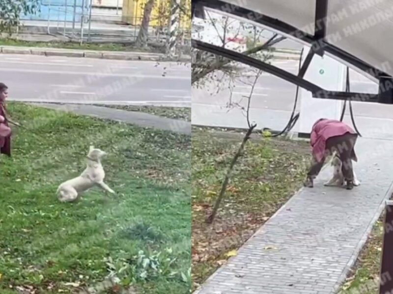 Била та кидала об землю: у Миколаєві жінка знущалася з собаки