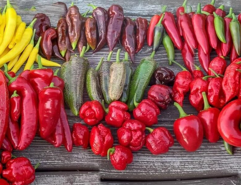 Чарівний світ перцю: історія, користь і найгостріші різновиди