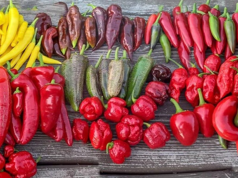 Чарівний світ перцю: історія, користь і найгостріші різновиди