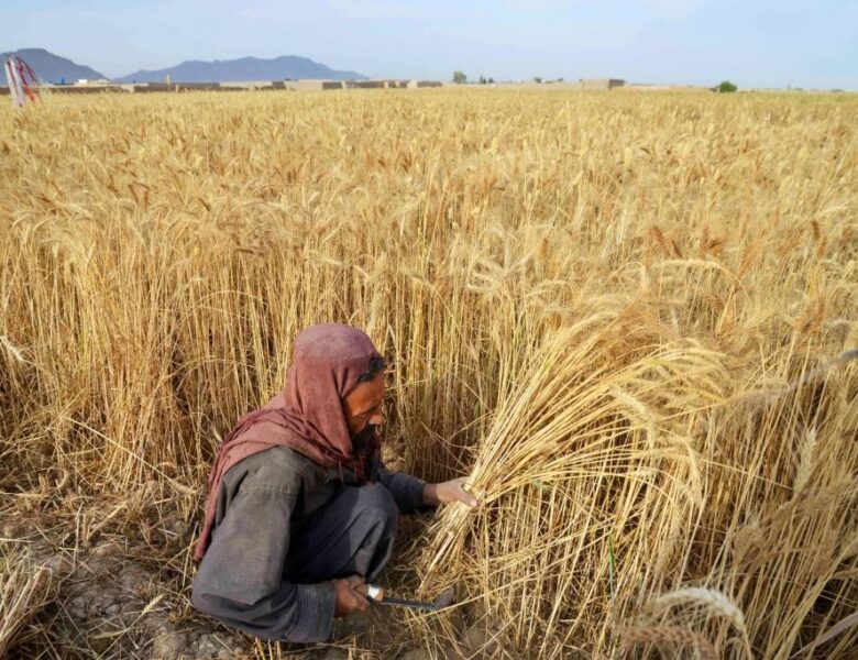 До Росії завозитимуть трудових мігрантів з Афганістану