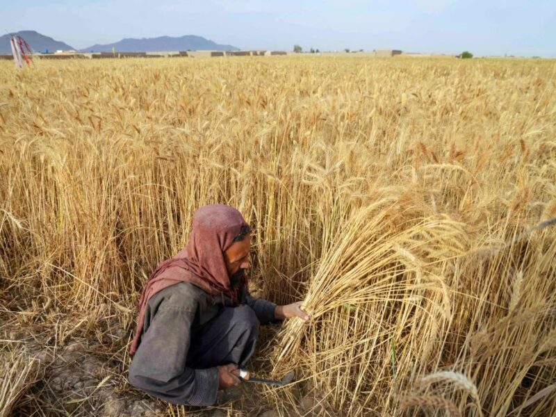 До Росії завозитимуть трудових мігрантів з Афганістану