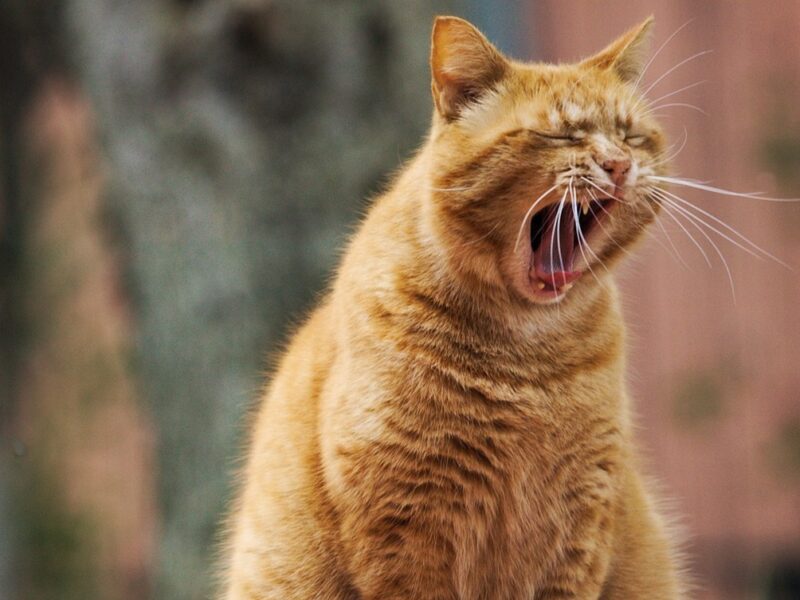 Гороскоп для всіх знаків зодіаку на 18 листопада 2025 року