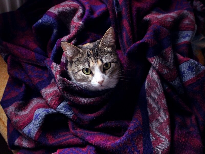 Гороскоп для всіх знаків зодіаку на 27 листопада 2025