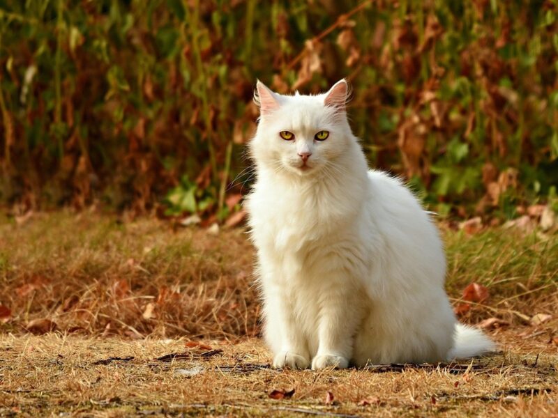 Гороскоп для всіх знаків зодіаку на 5 листопада 2025 року