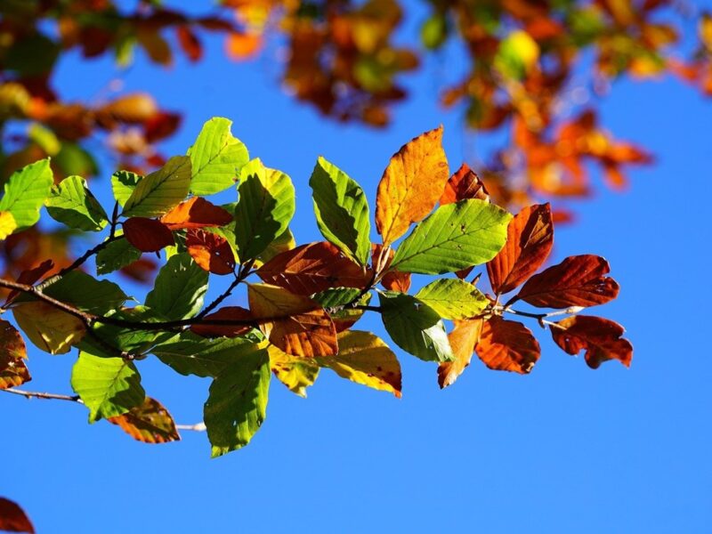 Гороскоп для всіх знаків зодіаку на вихідні 15-16 листопада 2025 року