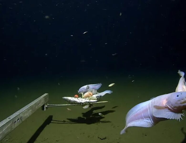 На глибині 8,3 км: вчені зафіксували найглибшого мешканця океану