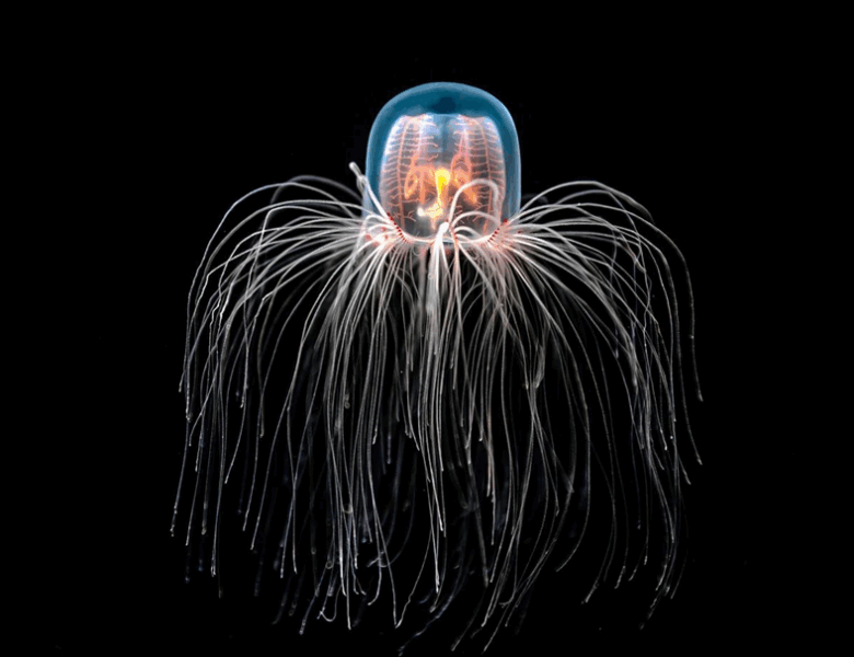 Найдивніші тварини світу