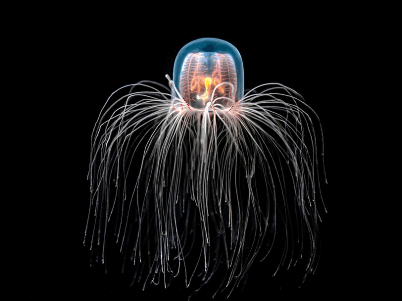 Найдивніші тварини світу