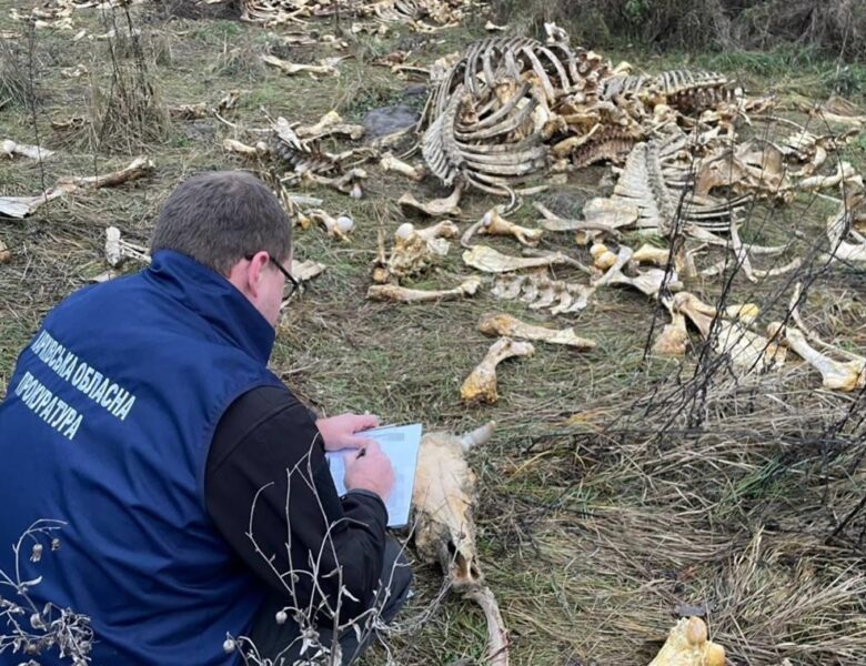 Під Харковом виявлено масовий скид кісток великої рогатої худоби
