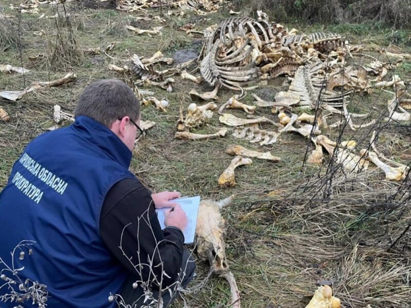 Під Харковом виявлено масовий скид кісток великої рогатої худоби