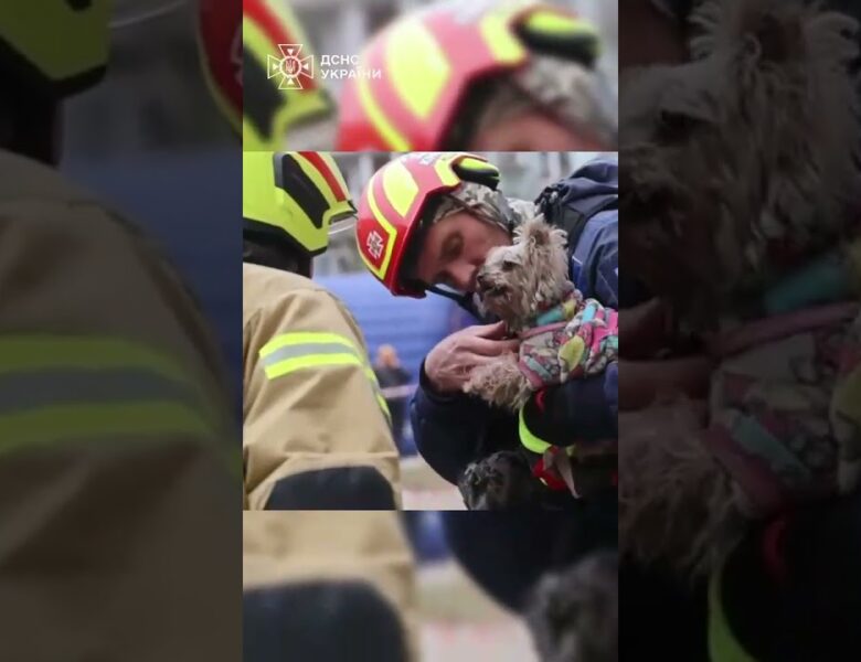 Рятувальники дістали з-під завалів 9-поверхівки у Дніпрі маленьку йоркшир тер’єр Мішель