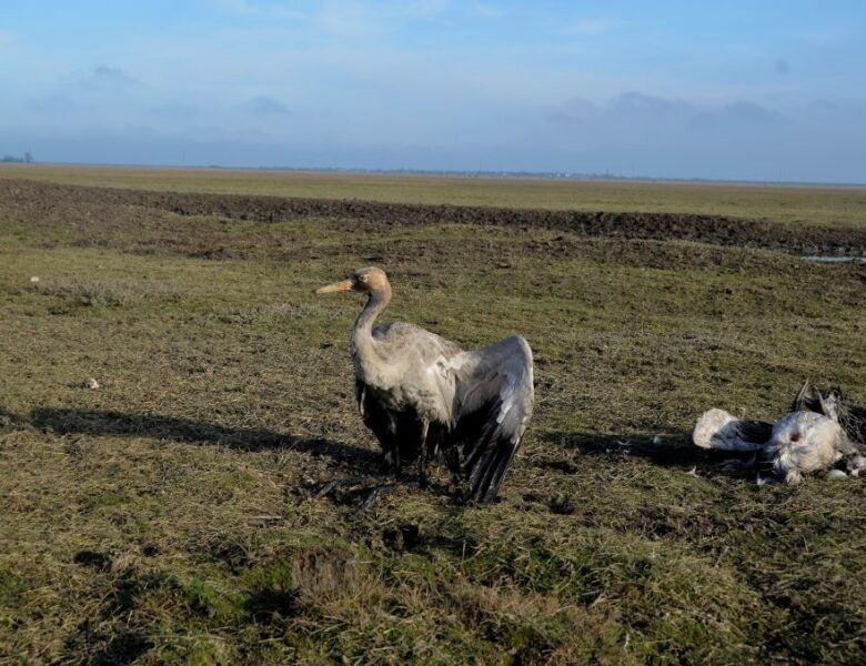 Росіяни практично знищили Кінбурнську косу та Асканію-Нову – ВМС