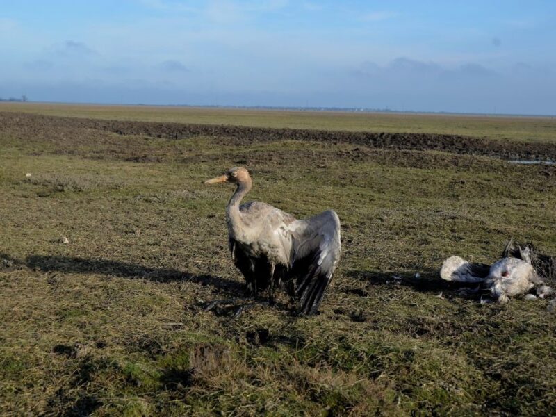 Росіяни практично знищили Кінбурнську косу та Асканію-Нову – ВМС