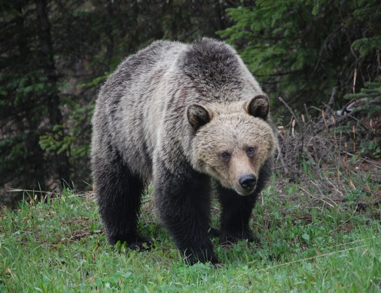 У Канаді ведмідь грізлі напав на школярів і вчителів: 11 постраждалих