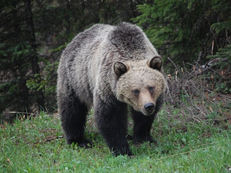У Канаді ведмідь грізлі напав на школярів і вчителів: 11 постраждалих