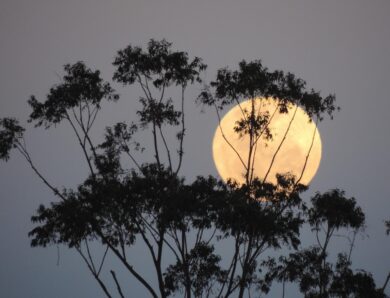 У ніч на 5 листопада небо освітив Бобровий Місяць