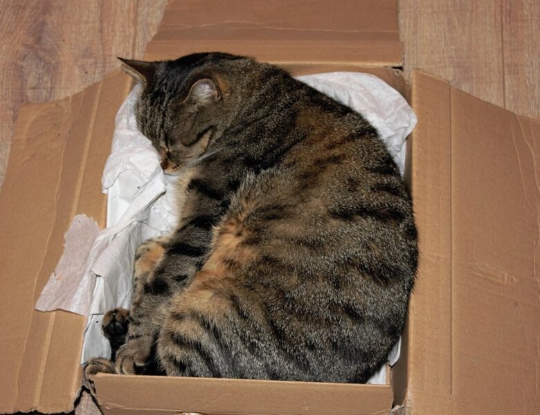 У Німеччині жінка відправила кішку поштою