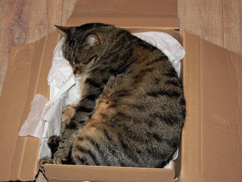 У Німеччині жінка відправила кішку поштою