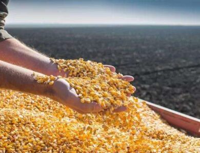 Україна наростила експорт агропродукції