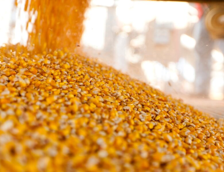 Україна завершує жнива: результати за 2025 рік та прогнози на 2026-й