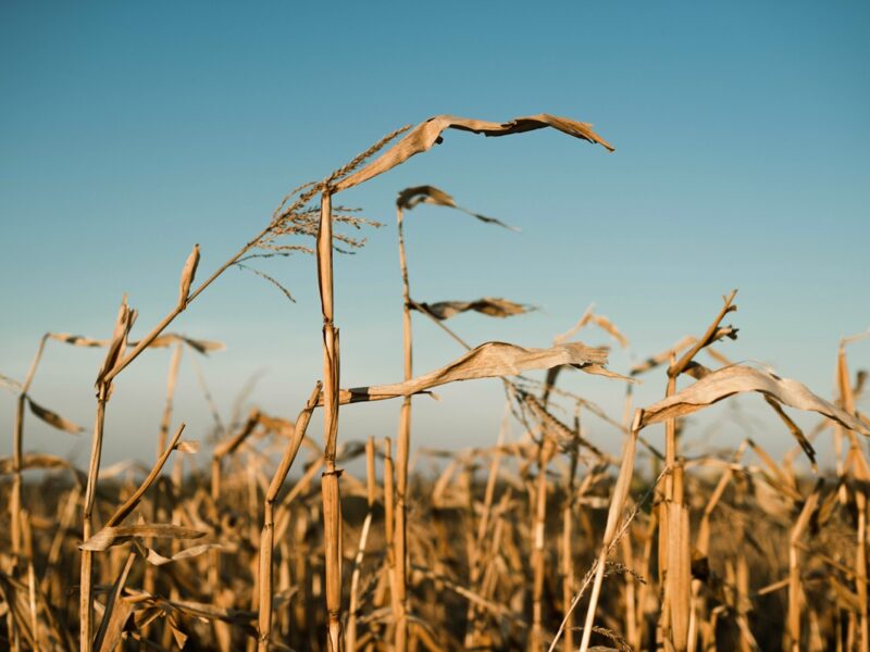 В Україні намолотили 43,6 млн тонн зерна