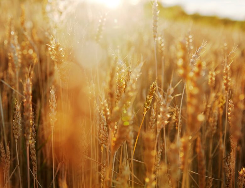 В Україні прогнозують збільшення врожаю на 6%