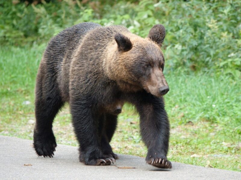 Японія залучила армію для боротьби з ведмедями