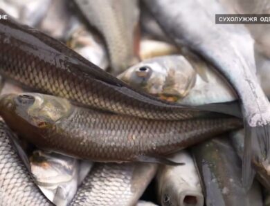 Короп, товстолоб та білий амур – на Одещині зарибили Дністровський лиман