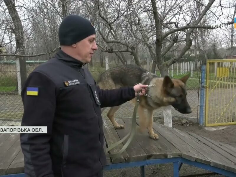 Нові чотирилапі герої: робота службових собак під час ліквідації наслідків атак