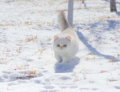 Гороскоп для всіх знаків зодіаку на 11 грудня 2025 року