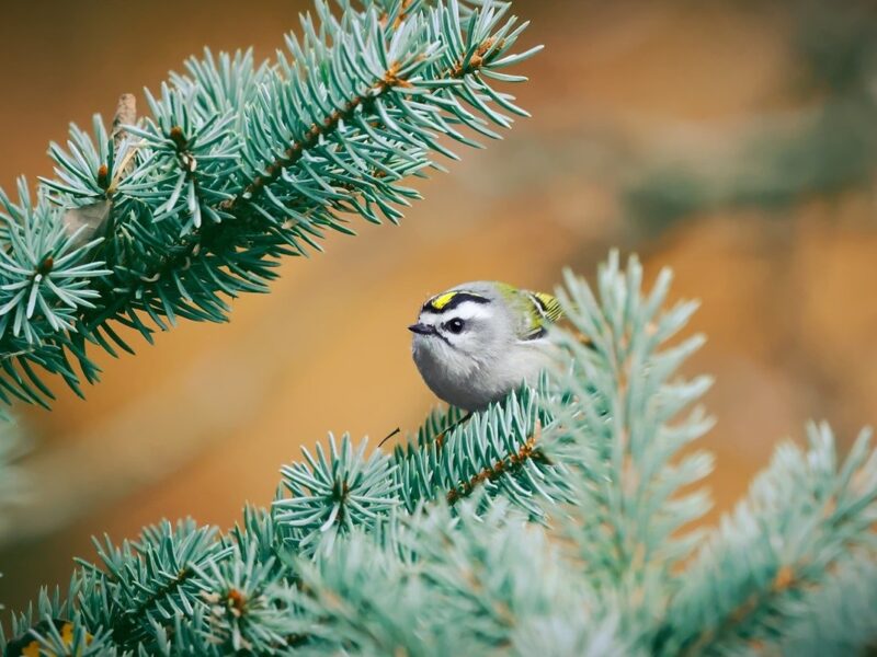 Гороскоп для всіх знаків зодіаку на 4 грудня 2025 року